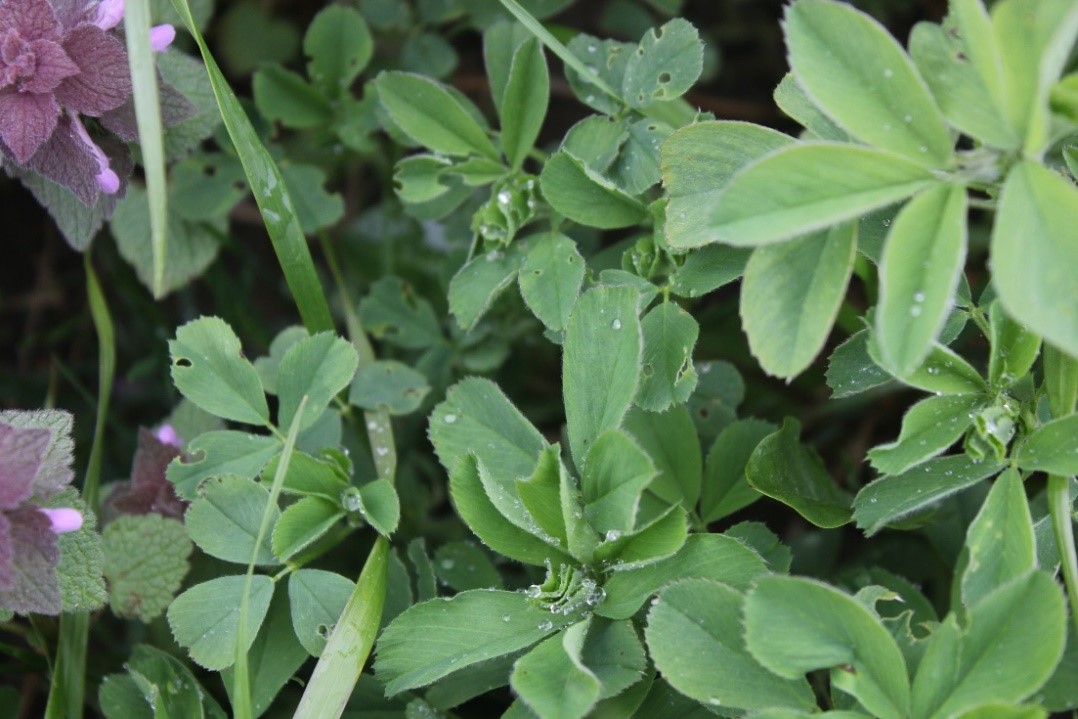 leaf tip feeding for alfalfa weevil